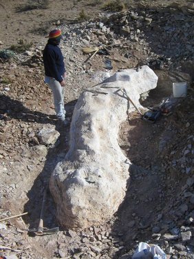 Bergung von Teilen des Bicharracosaurus dionidei. 
