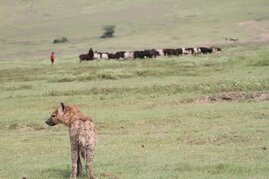 Tüpfelhyäne und Massai-Hirte im Ngorongoro-Krater in Tansania 