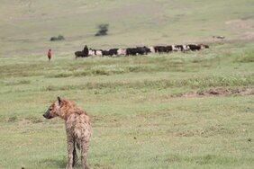 Tüpfelhyäne und Massai-Hirte im Ngorongoro-Krater in Tansania 