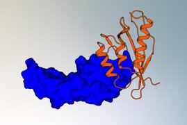 Grafik Proteinbinder
