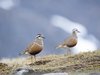 zwei Mornellregenpfeifer (Eudromias morinellus)