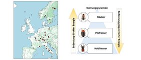 Käfer und ihre Biodiversität in totem Holz