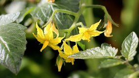 Am Beispiel der Tomatenpflanze erforschte das Biologen-Team die molekularen Mechanismen des vorzeitigen Blütenabwurfs.