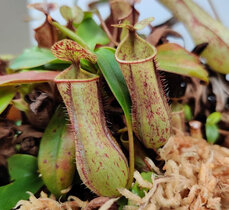 Kannenpflanzen wie Nephentes gracilis nutzen ihre darauf spezialisierten Blätter, um Insekten zu fangen