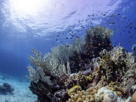 Korallenbleiche in einem Riff im Roten Meer in der Nähe von Jeddah, Saudi Arabien. 