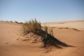 Namib-Dünen-Buschmanngras Stipagrostis sabulicola 