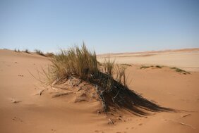 Namib-Dünen-Buschmanngras Stipagrostis sabulicola 