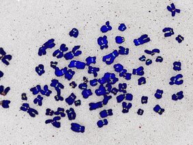 Chromosomen (blau) mit am Zentromer lokalisierten Proteinen (grün, rot)