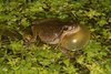 Europäischer Laubfrosch (Hyla arborea) Europäischer Laubfrosch (Hyla arborea)