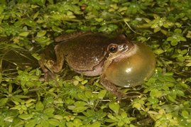 Europäischer Laubfrosch (Hyla arborea) Europäischer Laubfrosch (Hyla arborea)