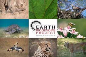 Biodiversität und das Earth BioGenome Project 