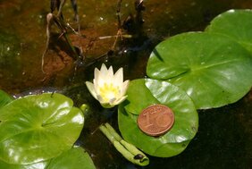 Die kleinste Seerose der Welt ist doch nicht ausgestorben und wird nun besonders geschützt.