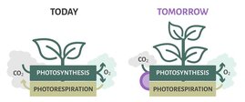 die Photorespiration und den C4-Stoffwechsel, zwei der wichtigsten Ansatzpunkte zur Verbesserung der Ernteerträge