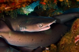 Eine Gruppe ruhender Weißspitzen-Riffhaie (Triaenodon obesus) unter einer Tischkoralle 