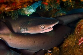 Eine Gruppe ruhender Weißspitzen-Riffhaie (Triaenodon obesus) unter einer Tischkoralle 