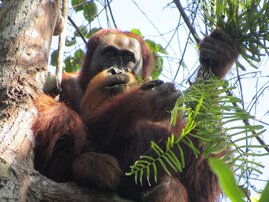 Orang-Utan-Männchen beim Fressen von Blättern eines Baumfarns