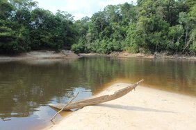 Amazonas-Regenwald  verlust tierwelt