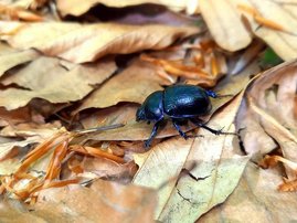 Der Waldmistkäfer Anoplotrupes stercorosus Der Waldmistkäfer Anoplotrupes stercorosus