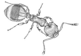 Arbeiterin der Ameise Temnothorax nylanderi (Zeichnung) 