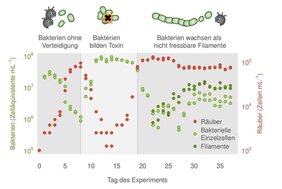 Art der Verteidigung steuert die Dynamik von Räuber-Beute-Systemen