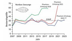 Seezunge in der Nordsee Grafik