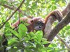 Cissy, eine Sumatra-Orang-Utan-Mutter, macht ein Nickerchen in ihrem Tagesnest.