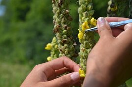 Bei diesem Experiment werden auf natürliche Weise bestäubte Pflanzen mit solchen Pflanzen verglichen, die per Hand bestäubt wurden.  