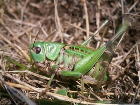 Das Insekt des Jahrs 2026: Der Warzenbeißer (Decticus verrucivorus).  