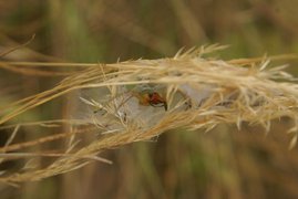 Der Ammen-Dornfinger gilt als die einzig giftige Spinne Deutschlands. 