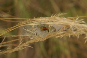 Der Ammen-Dornfinger gilt als die einzig giftige Spinne Deutschlands. 