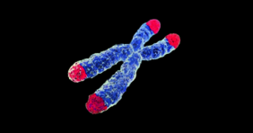 ntakte Telomere, die Endstrukturen der Chromosomen, sind Voraussetzung für die Unsterblichkeit von Tumorzellen
