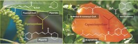 Biosyntheseschritt des scharfschmeckenden Piperins