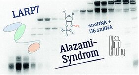 Neue Erkenntnisse verhelfen Wissenschaftlern der Universität Regensburg zum Verständnis des Alazami-Syndroms. 