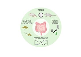 Das Proteom in verschiedenen Abschnitten des Dünndarms reagiert unterschiedlich auf Diät und Altern. So zeigen sich u.a. altersbedingte Anpassungsstörungen bei Nährstoffveränderungen. 