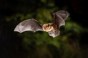 Die Mückenfledermaus (Pipistrellus pygmaeus) wiegt nur so viel wie eine 20-Cent-Münze, legt auf Wanderungen aber weite Strecken zurück.  