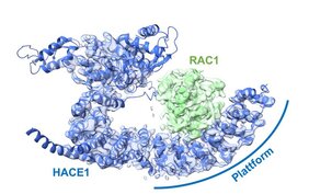 Die Ubiquitin-Ligase HACE1 bildet eine Plattform aus, auf der ihr Zielprotein passgenau platziert wird