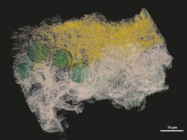 Nano-CT-Modell von Xanthoria parietina einschließlich der Symbionten-Interaktionszone und der Rinde. Algen sind grün, Pilzhyphen grau und die Hyphen der Rindenschicht gelb dargestellt. 