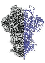 Grafische Darstellung des Proteins "MIPS" 
