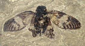 Das erwachsene Singzikaden-Weibchen aus den etwa 47 Millionen Jahre alten Ölschiefern der Grube Messel ist nahezu vollständig erhalten geblieben.  