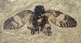 Das erwachsene Singzikaden-Weibchen aus den etwa 47 Millionen Jahre alten Ölschiefern der Grube Messel ist nahezu vollständig erhalten geblieben.  