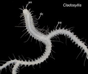 Mikroskopaufnahme der neu identifizierten Gattung Cladosyllis Mikroskopaufnahme der neu identifizierten Gattung Cladosyllis