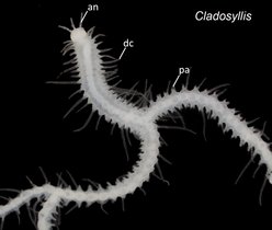 Mikroskopaufnahme der neu identifizierten Gattung Cladosyllis Mikroskopaufnahme der neu identifizierten Gattung Cladosyllis