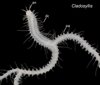 Mikroskopaufnahme der neu identifizierten Gattung Cladosyllis