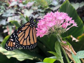 Monarchfalter (Danaus plexippus) 