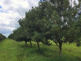 Design der Plantagen Bestäubungsleistung durch Bienen