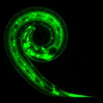 C. elegans-Wurm, der ein Gen exprimiert (in grün), das die Produktion der antimikrobiellen Moleküle (AMP) fördert.