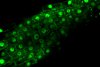   Konfokale Mikroskopie von Arabidopsis-Pflanzen, die NAC53 mit einem GFP exprimieren.