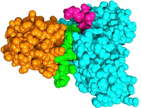 Das SUD-Protein des SARS-Coronavirus 