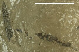 Fossile Blätter der Furcula granulifer aus der späten Trias