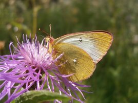  Hochmoor-Gelblings (Colias palaeno)